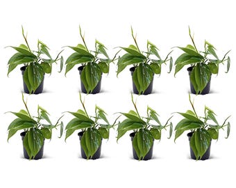 8 PACK LIVE 4” pot Heartleaf Green Philodendron, Vine houseplant, Grandmother gift, Girlfriend gift, Christmas gift, Housewarming gift
