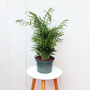 LIVE 6” pot Parlor Palm Chamaedorea Elegans, Palm tree houseplant, Office gift indoor plant, Plant lover gift, Low light palm, Couples gift