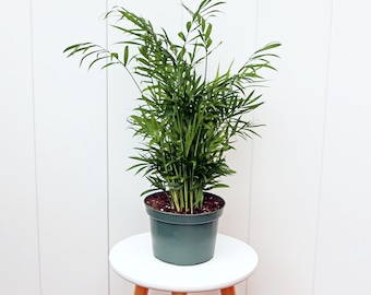 LIVE 6” pot Parlor Palm Chamaedorea Elegans, Palm tree houseplant, Office gift indoor plant, Plant lover gift, Low light palm, Couples gift