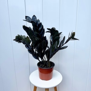 May include: A black ZZ plant in a red plastic pot, sitting on a white stool against a white wall.