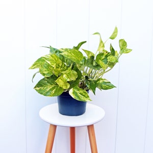 May include: A potted golden pothos plant with variegated green and yellow leaves in a blue pot on a white stool with wooden legs.