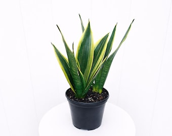 LIVE 6” pot Sansevieria Canary, Snake plant, Birthday gift, Easy-to-care low light indoor plant, Gardening gift