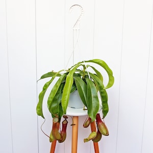 LIVE 6&quot; hanging basket Pitcher Plant, Rare house plant, Mom birthday gift, Grandma gift, Father&#39;s day gift, Christmas gift for coworker