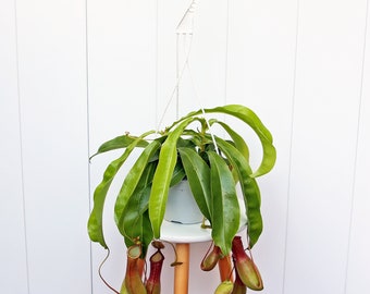 LIVE 6" hanging basket Pitcher Plant, Rare house plant, Mom birthday gift, Grandma gift, Father's day gift, Christmas gift for coworker