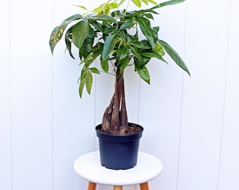 May include: A green money tree plant with a thick, braided trunk, growing in a black plastic pot. The plant is sitting on a white wooden stool.