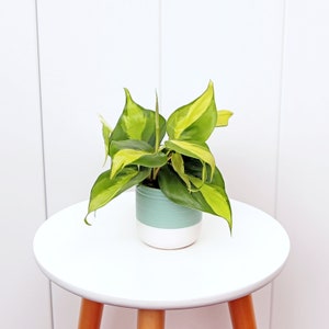 May include: A green and white striped ceramic pot with a green leafy plant inside. The plant has light green and yellow leaves. The pot is sitting on a white table.