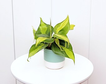 LIVE ceramic pot Brazilian Philodendron, Brazilian Philo, Birthday gift for couple, unique indoor potted hanging houseplant, Office gift