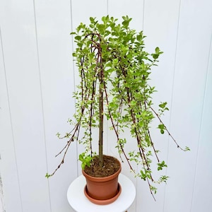May include: A weeping tree in a terracotta pot. The tree has a brown trunk and cascading branches with small green leaves. The pot sits on a white surface against a white background.