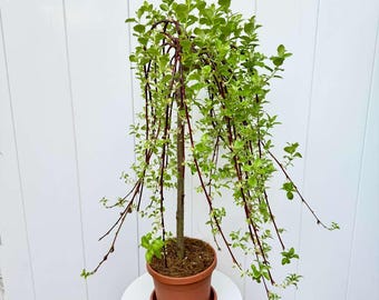 LIVE 6” pot Weeping Pussy Willow Tree, Tree of Enchantment, Rare Live Willow Tree, Ornamental Gift Plant