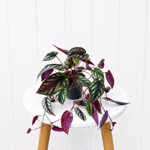 May include: A potted plant featuring heart-shaped leaves with a textured surface. The foliage displays a variegated pattern of deep purple, dark green, and metallic silver veins. The plant has thin, reddish-purple stems and is housed in a black pot.