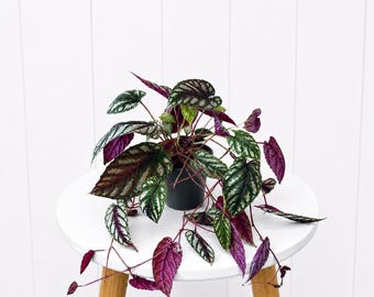 LIVE 4” pot Cissus Discolor, Rex Begonia Vine, Silver Purple Tapestry Foliage, Rare Climbing Houseplant, Gardener Gift