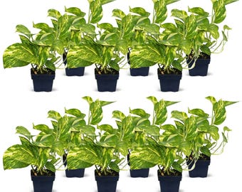 12 PACK LIVE 3” pot Golden Pothos, Devil’s Ivy plant, Trailing indoor plant, Housewarming gift, Christmas gift bundles, Birthday gift