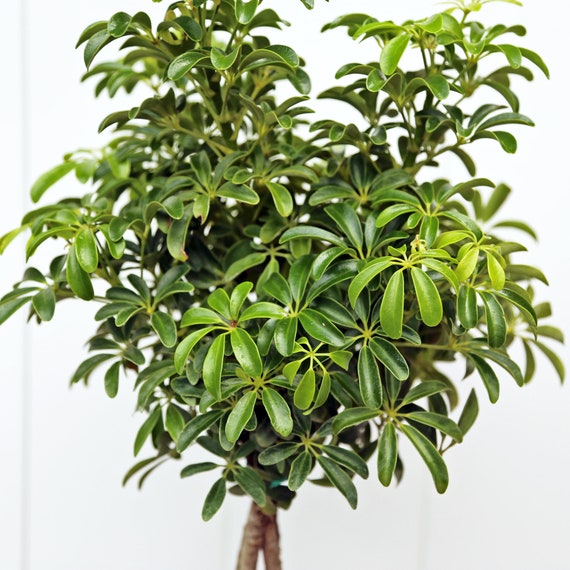 LIVE 6” Pot Arboricola Topiary Hawaiian Plant, Schefflera Braided