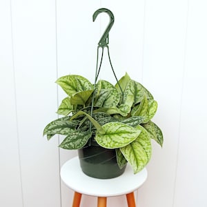 May include: A green hanging plant with variegated leaves in a green plastic pot. The plant is hanging from a green plastic hook.