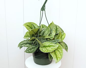 LIVE 8” hanging basket Silver Satin Exotica, Scindapsus Pictus, Hanging plant, Housewarming gift for women, Variegated office houseplant