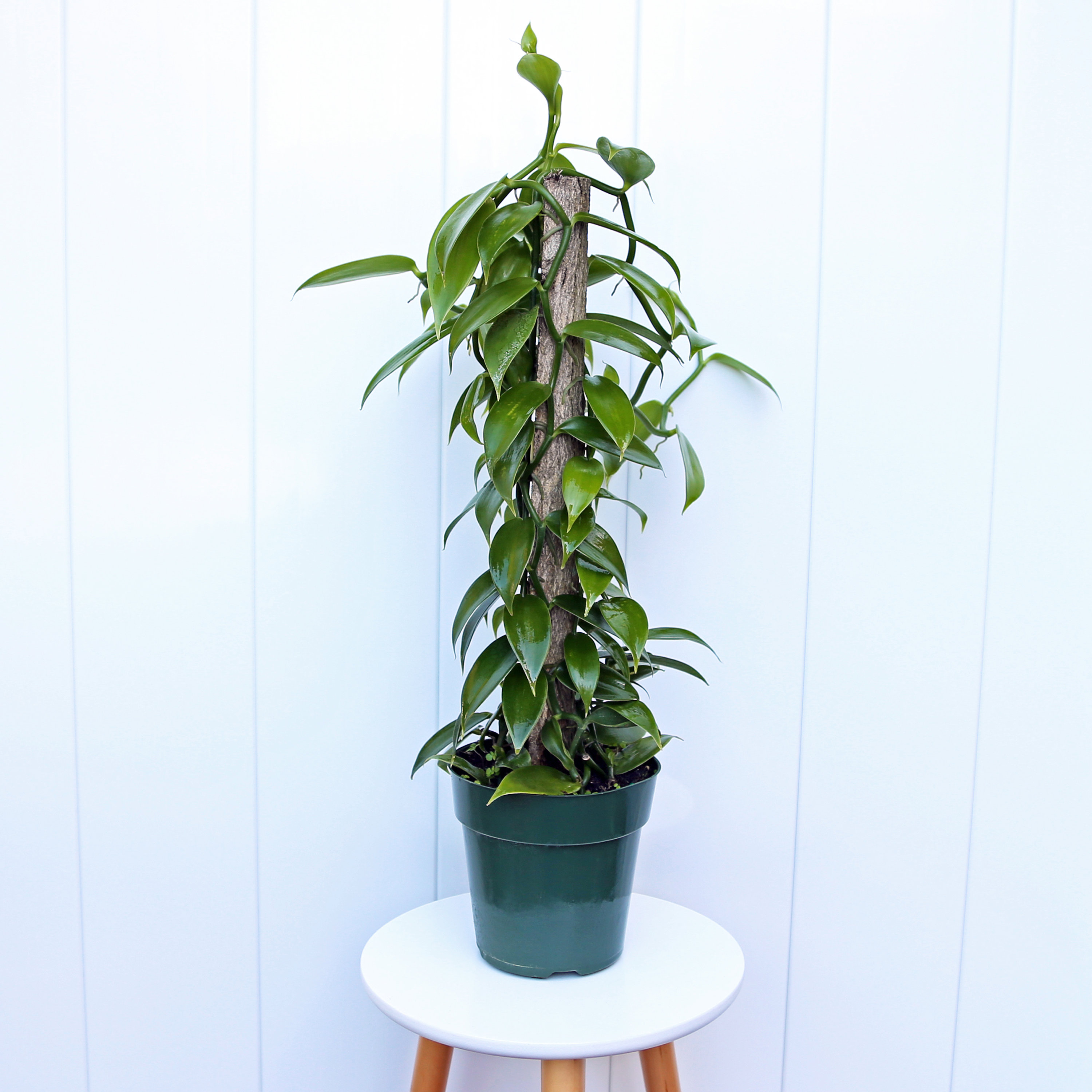 Vanilla Orchid Vanilla Panifolia Orchid Totem LIVE Etsy