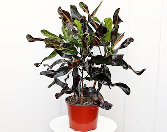 LIVE 6” pot Mammy Croton, Symapthy gift, Plant lover gift, Gardening gift, Father's day gift, Get well gift, Bushy houseplant, Couples gift