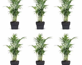 6 PACK LIVE 3” pot Parlor Palm, Pet Safe Mini Palm, Low Light Houseplant for Desk or Shelf, Chamaedorea Elegans