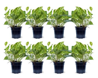 8 PACK LIVE 4” pot Golden Pothos, Devil’s Ivy plant, Sympathy gift, Plant lover gift, Potted houseplant, Birthday gift, Christmas gift