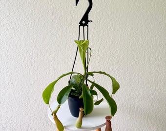 LIVE 4" hanging basket Pitcher Plant Alata, Rare house plant, Mom birthday gift, Grandma gift, Father's day gift, Christmas gift