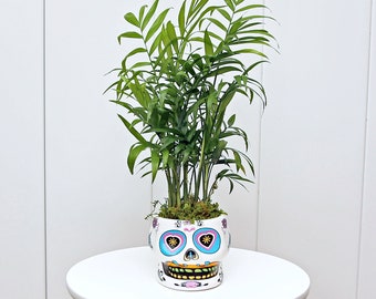 LIVE funky ceramic skull Parlor Palm Chamaedorea Elegans, Halloween gift, Christmas gift, Office gift plant for coworker, Memorial gift