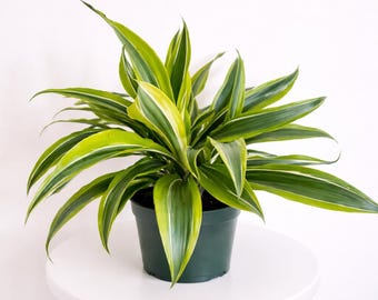 LIVE 6" pot Dracaena Lemon Lime Live Plant, Bright Striped Foliage Plant, Lime Green Houseplant, Modern Office Decor