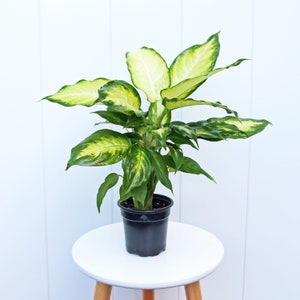LIVE 4” pot Dieffenbachia plant, Dumb cane, Plant lover gift, Valentine&#39;s gift, Office gift plant, Indoor rooted plant, Thank you gift