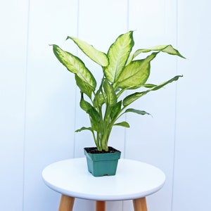 LIVE 3” pot Dieffenbachia plant, Dumb cane plant, Small evergreen houseplant, Mother's day gift, Plant lover gift, Gardening gift