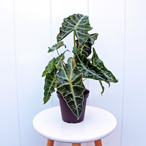 May include: A green Alocasia plant with large, dark green leaves with prominent veins. The plant is potted in a black plastic pot and is sitting on a white table.