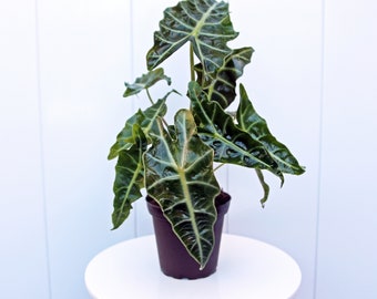 LIVE 4” pot Alocasia Polly Plant, Kris Plant, Amazonian Elephant Ears, Small potted plant, Birthday gift, Sympathy gift, Memorial gift