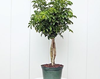 LIVE 6” Pot Arboricola Topiary Hawaiian Plant, Schefflera Braided