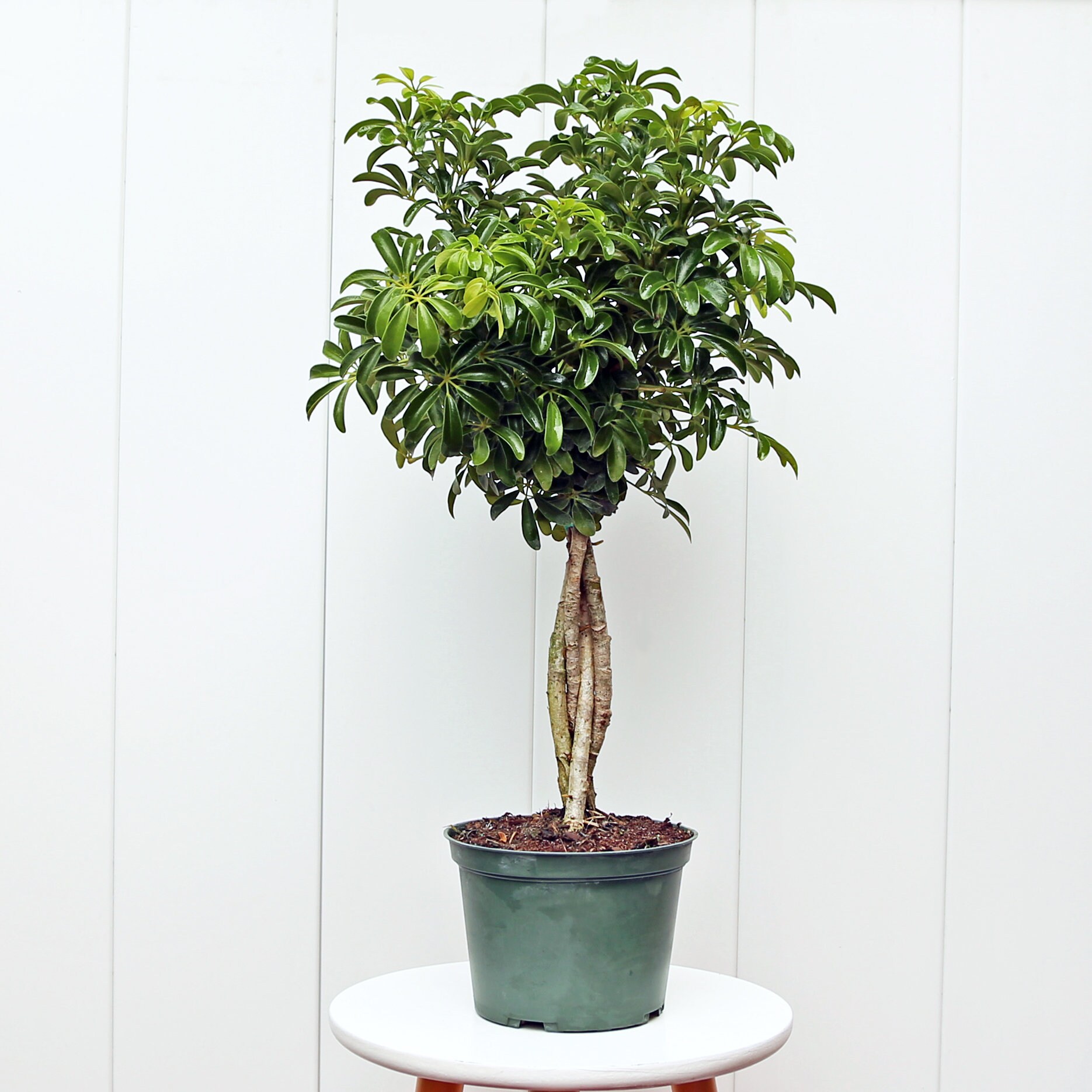 【アガベ鉢】Zyrren / Umbrella Tree Pot アガベ鉢】Zyrren / Umbrella Tree Pot
