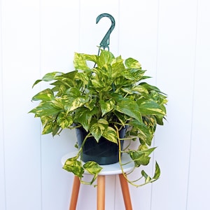 LIVE 8” hanging basket Golden Pothos Plant, Devil’s Ivy plant, Large trailing plant, Live wall decoration, Variegated pothos, Christmas gift