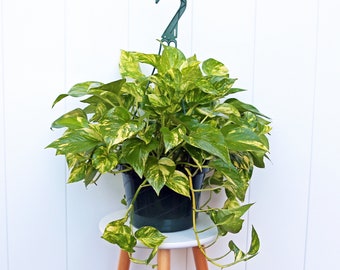 LIVE 8” hanging basket Golden Pothos Plant, Devil’s Ivy plant, Large trailing plant, Live wall decoration, Variegated pothos, Christmas gift