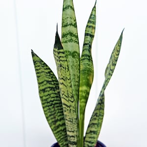 LIVE 4” pot Sansevieria Snake Plant, Birthday gift plant, Indoor evergreen plant, Low light plant, Housewarming gift, Thank you gift image 4