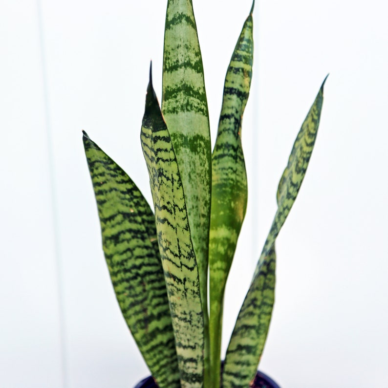 LIVE 4” pot Sansevieria Snake Plant, Birthday gift plant, Indoor evergreen plant, Low light plant, Housewarming gift, Thank you gift image 4