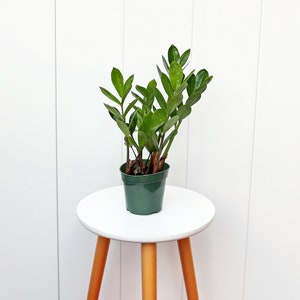 LIVE 4” pot ZZ plant, Zamioculcas Zamiifolia, Housewarming gift, Birthday gift, Mother's day gift, Plant decoration, Potted house plant