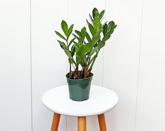 LIVE 4” pot ZZ plant, Zamioculcas Zamiifolia, Housewarming gift, Birthday gift, Mother's day gift, Plant decoration, Potted house plant