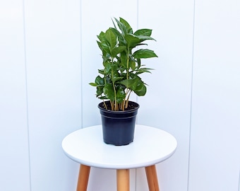 LIVE 4” pot Coffee plant, Arabica plant, Small indoor rooted plant, Air purifying plant, Housewarming gift,  Thanksgiving gift, Office gift