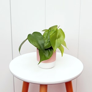 May include: A small green houseplant with heart-shaped leaves in a pink and white striped pot. The pot is sitting on a white round table with orange legs.
