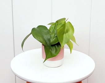 LIVE ceramic pot Heartleaf Philodendron, Green Philo, Housewarming gift, Couples gift for the home, Teacher gift, Trailing indoor plant gift