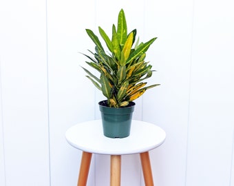 LIVE 4” pot Sunny Star Croton, Variegated tropical houseplant, Grandma birthday gift, Sympathy gift, Anniversary gift for him, Couples gift