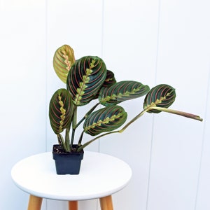 LIVE 3” pot Red Maranta Prayer plant, Sympathy gift, Fully rooted evergreen plant, Small potted plant, Trailing variegated houseplant