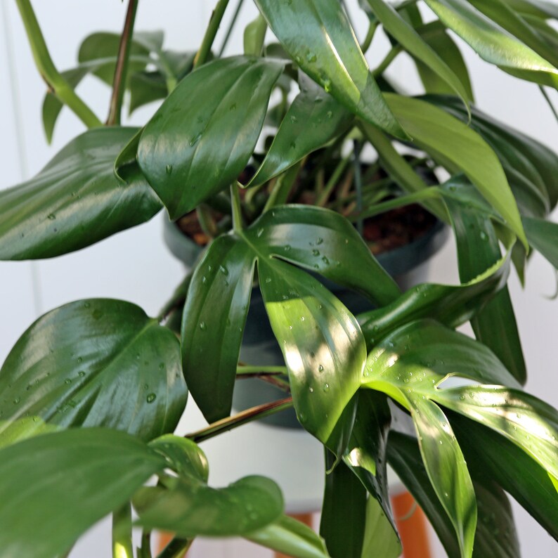 May include: A close-up of a green houseplant with large, glossy leaves. The plant is in a dark grey pot and is growing in a bright, sunny location.