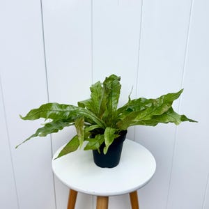 May include: A green fern plant with large, textured leaves in a black pot. The plant is sitting on a white stool.