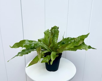 LIVE 4” pot Crocodile Fern, Microsorum Musifolium, Alligator Fern, Rare houseplant, Jungle vibe, Housewarming gift, Mothers day, Office gift