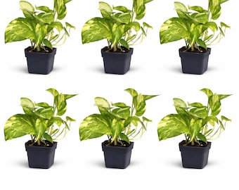6 PACK LIVE 3” pot Golden Pothos Live Plant, Easy Care Indoor Houseplant, Trailing Vine Plant, Plant Lover Gift