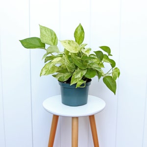 LIVE 6” pot Marble Queen Pothos, Variegated trailing house plant, Mom Christmas gift, Housewarming gift, Thank you gift, Indoor plant in pot