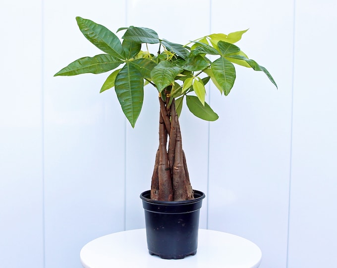 Money Tree Plant in 4 Inch Pot Pachira Aquatica 5 Stem Braid - Etsy
