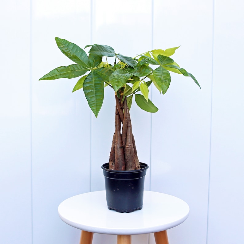 May include: A braided trunk money tree plant in a black plastic pot, sitting on a white round table.